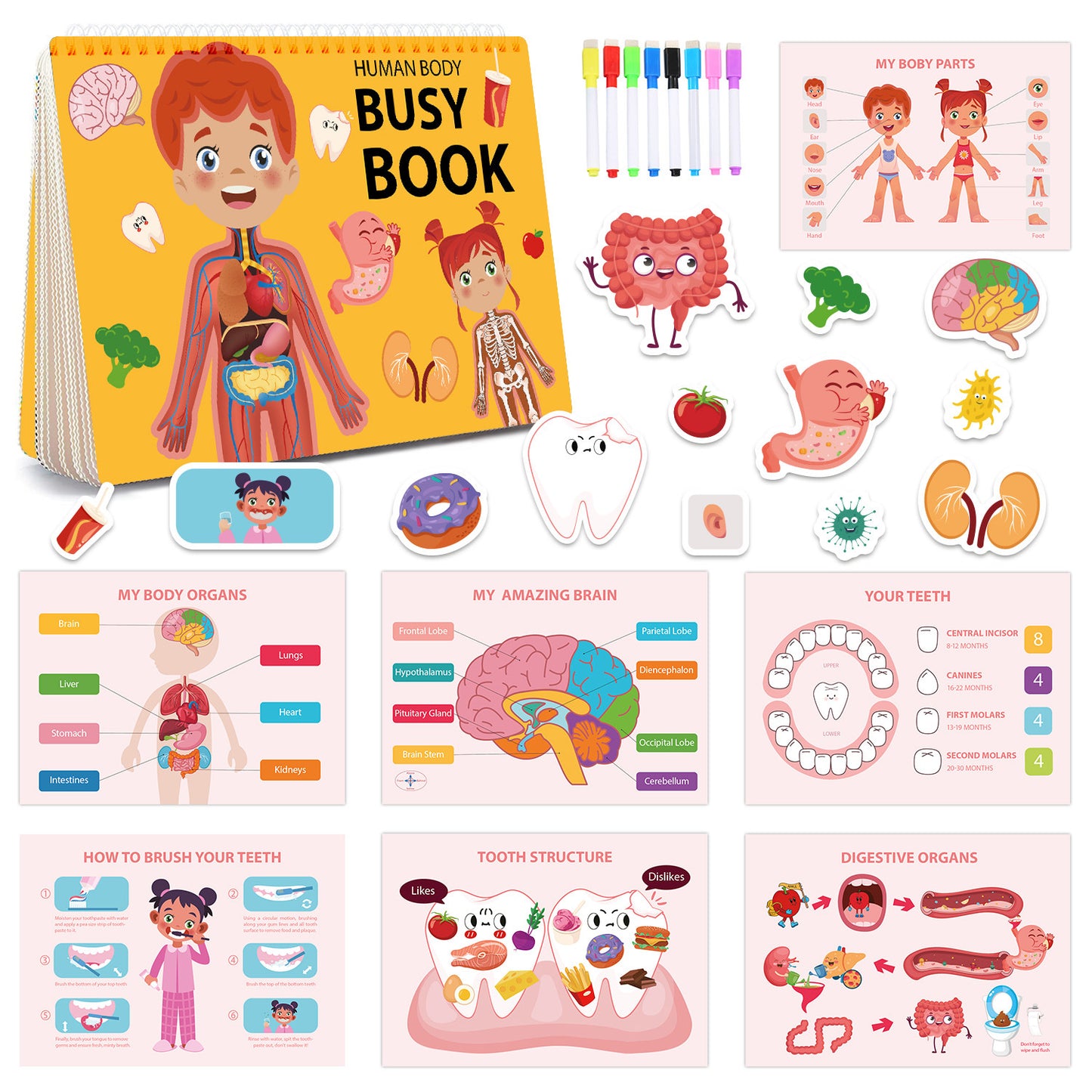 Interactive Human Body Busy Book Set (2 Books)